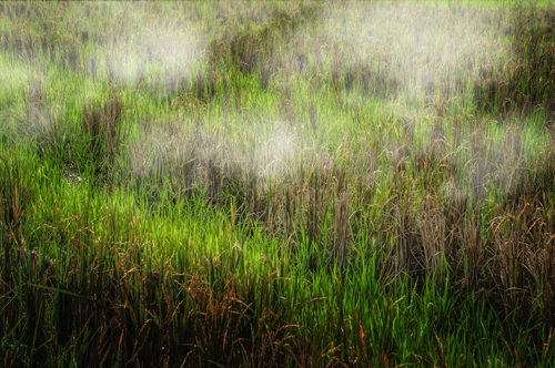 Climate Change Impacts on Nutrition in The Indian Context